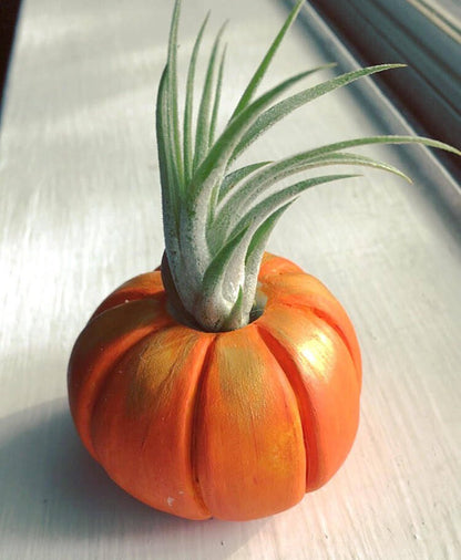 Tiny Pumpkin Plant Holder - Air Plant Pot - Pumpkin Decor - Plant Lover Gift