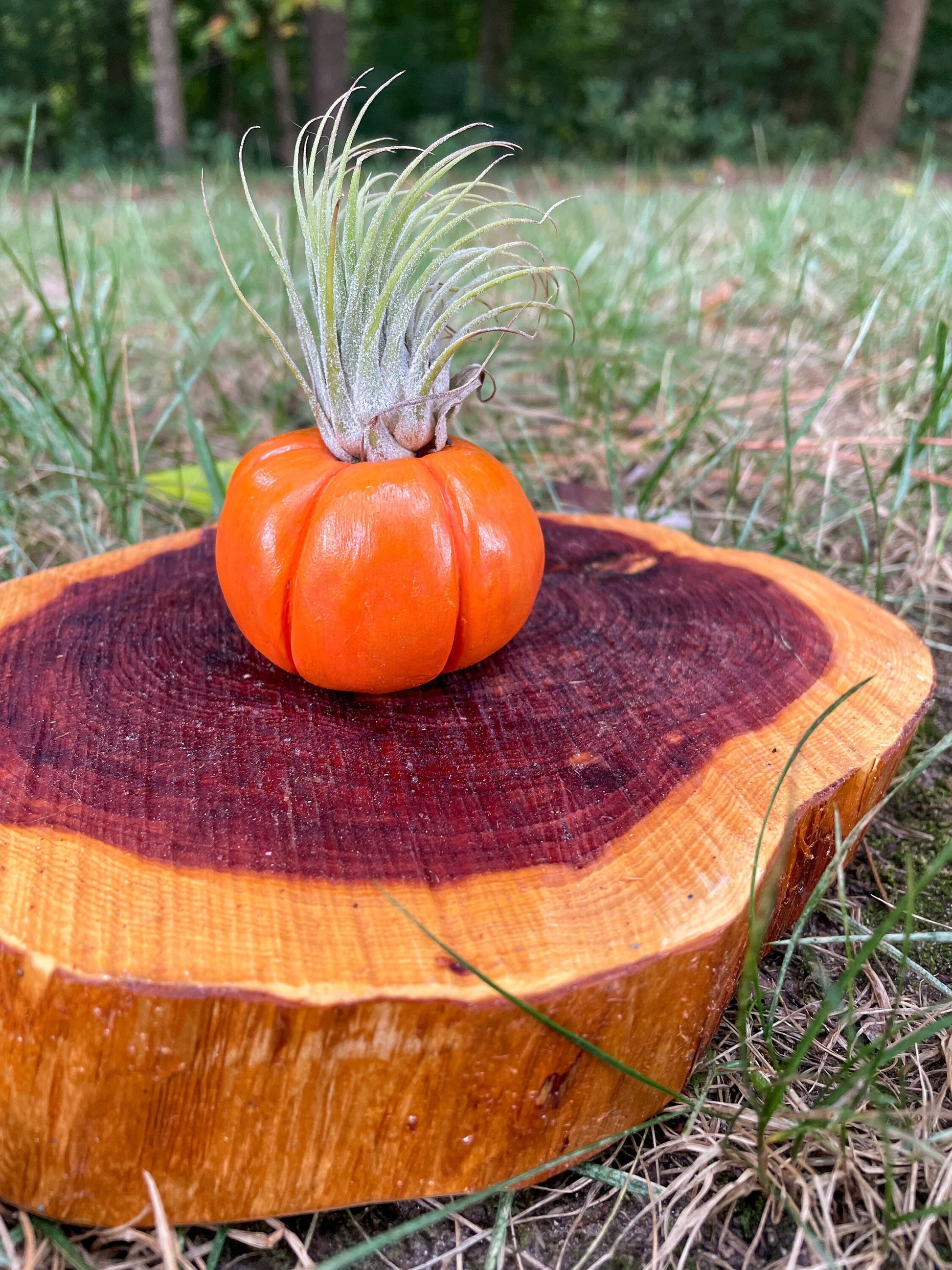 Tiny Pumpkin Plant Holder - Air Plant Pot - Pumpkin Decor - Plant Lover Gift