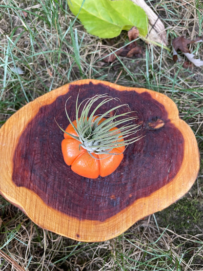 Tiny Pumpkin Plant Holder - Air Plant Pot - Pumpkin Decor - Plant Lover Gift