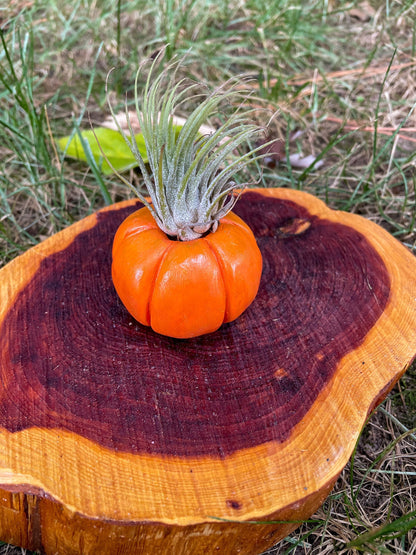 Tiny Pumpkin Plant Holder - Air Plant Pot - Pumpkin Decor - Plant Lover Gift