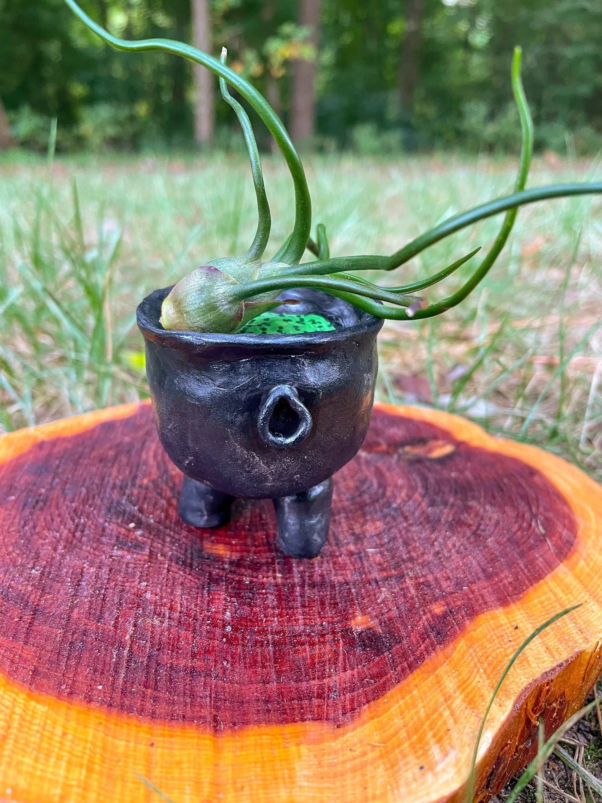 tiny air plant holder Tiny Cauldron Plant Holder