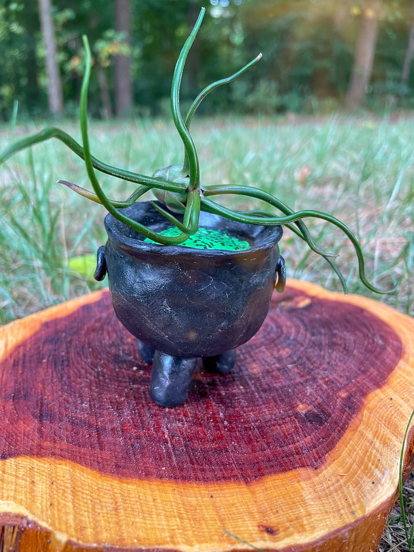 Tiny Cauldron Plant Holder - Air Plant Pot - Witchy Decor - Plant Lover Gift